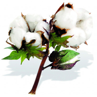 Laxol 2D extra cocoon coton